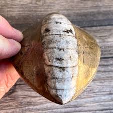 Orthoceras Spear Fossil: 4.9" Long, 7.8 oz , Real Authentic ...