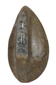 Orthoceras Raised/Polished Fossil - Western Woods Inc