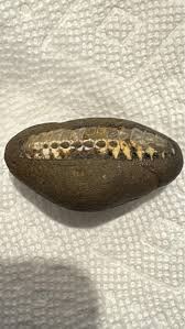 Found this in a rock bed around shrubbery. It was meant to ...