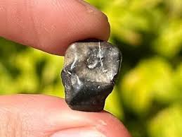 RARE Iguanodon Dinosaur Tooth Fossil Hastings UK Cretaceous ...