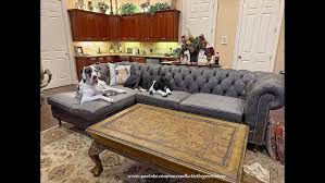 Funny Great Danes & Cat Love Their New DIY Pergo Floor ...