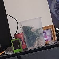 What enclosure is perfect for a tarantula with a bark piece ...