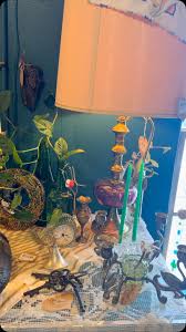 We found this beautiful cat music box last week, but it wasn't working. Our own @markdsj opened her up and was able to fix it! Memory from Cats was such a pleasant