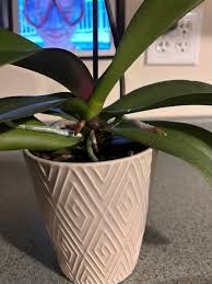 How to care for an orchid that hasn't bloomed in years?