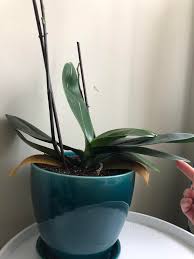new orchid parent ISO guidance : r/orchids