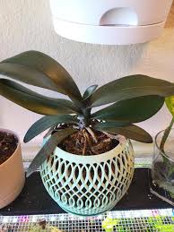 Does my Orchid look healthy? : r/orchids