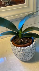 Repotting orchid: recommended pot size and material