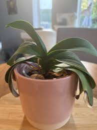 My vegan lunch | Looksmax.org - Men's Self-Improvement ...