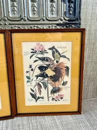 Vintage Set of Framed Bird Prints With Harvest Gold Mattes ...