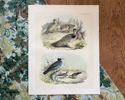 Antique Bird Lithograph: Grouse, Pigeon & Dove Print, 1888 ...