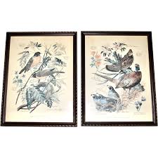 Framed Pair of Vintage 1950's Botanical & Bird Prints by ...