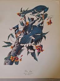 Audubon Folio~ 30 Great Bird Paintings by George Dock Jr 14x17 Complete Set Book | eBay