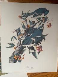 6 Vintage Audubon bird prints for Craft Junk Journal Scrapbook Jay Duck Pigeon | eBay