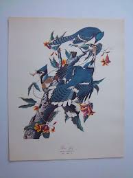 Audubon Bird Print MATTED for a 16 X 20 Frame - " Blue Jay" Lithograph 1964 Bird Print of Watercolor VG Condition - Etsy