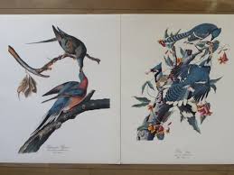 Audubon Folio 30 Great Bird Paintings Text by George Dock Jr 14x17 Complete Set | eBay