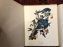 The Audubon Folio - 15 great bird paintings by Jean-Jacques Audubon | Librairie du Levant