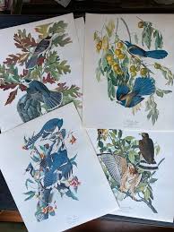 The Audubon Folio, Complete, 30 Prints, 1964, Harry Abrams Publisher - Etsy Israel