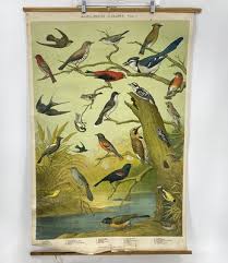 Audubon Chart No 1 Vintage Bird Chart Poster 1898 Massachusetts Audubon Society | eBay
