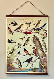 Audubon Bird Chart Poster: Vintage Style Decorative Paper With Wood Stretcher Bars - Etsy