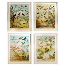 Louis Agassiz Fuertes Ornithology Charts For Sale at 1stDibs