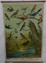 Sold at Auction: Audubon Bird Chart