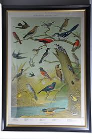 Framed Audubon Chart No. 1