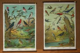 (2) Audubon Bird Charts No 1 & No 2, Created By Louis