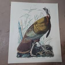 Print JJ AUDUBON Vtg wild turkey northwestern mutual life 16 ...