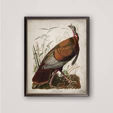 Wild Turkey Print: Vintage Audubon Bird Art, 19th Century ...