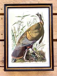 Audubon Bird Illustration - Great American Cock Male (Wild ...