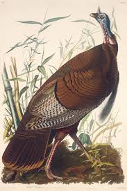 Wild Turkey, male – Princeton Audubon Prints