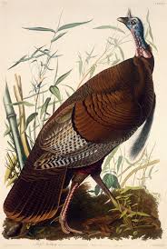 Wild Turkey - Male