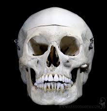 Male Human Skull For Sale | Paxton Gate