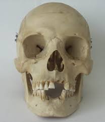 Human skull - Wikimedia Commons