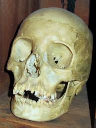 Medical Gross Anatomy : Darin A. Croft, PhD