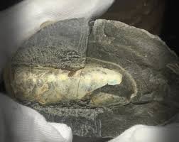 RARE Fossil, Iridescent Large Baculite - Curiosity, Nature ...