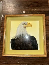 3D picture wall art 'Amercian Bald Eagle', Frame size 10.5”x10.5”x1- 2.5” | eBay