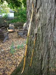 A yellow birch bow