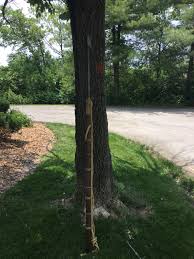 WHALING ORIGINAL ANTIQUE