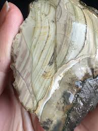 Orbicular Blue Mountain Jasper - Rough Lapidary Chunk ...