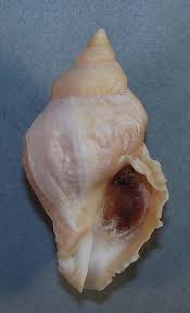 MUREX LAMELLOSA 59.59mm SUPER CHOICE SPECIMEN Tacoma Narrows ...