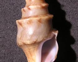 Perrona spirata - Facts, Diet, Habitat & Pictures on ...