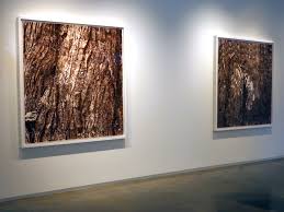 Fae Logie : BARK DRAWINGS : Selected Work : Selected Work