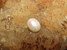 14mm X 10mm Oval Freshwater Ringed Oval Bead - Etsy Australia