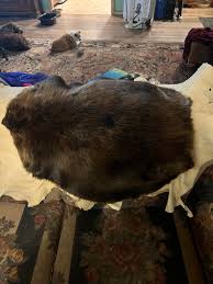 Beaver Hide Tanning and Cooking Tips
