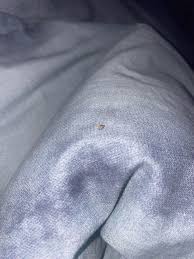 What is this? Found it in my room (South East Melbourne Australia) : r/insects