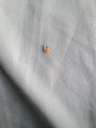 Is this a molted bed bug exoskeleton? : r/Bedbugs