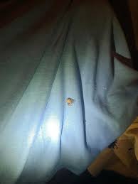 I was going about to have a good night's rest and then... : r/spiders