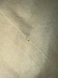 not sure if this is a baby bed bug, can someone confirm please? : r/whatsthisbug