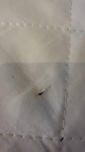 What is this transparent bug? : r/whatsthisbug